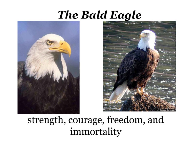 The Bald Eagle strength, courage, freedom, and immortality